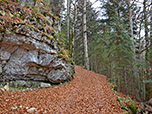 Weiter geht es durch den Wald...