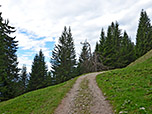 Danach lichtet sich der Wald...