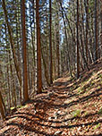 ...durch lichten Bergwald...
