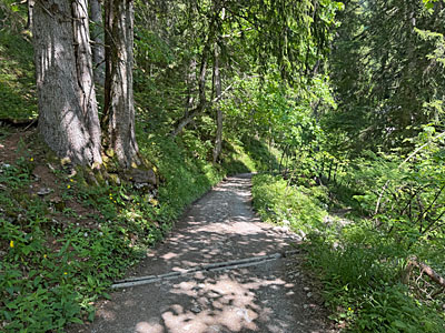 Solbald sich der Wald lichtet, ...