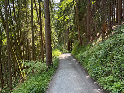 ...und wandern durch den Wald weiter bergab