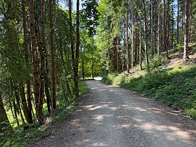 Wir tauchen wieder in den Bergwald ein...