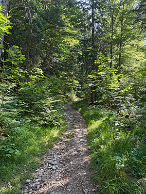 ...geht der breite Fahrweg in einen steinigen Wanderweg über