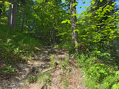 Über Wurzelwerk gewinnen wir die nächsten Höhenmeter