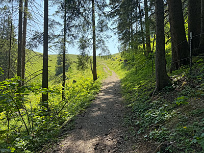 Nach einem kurzen Waldstück...