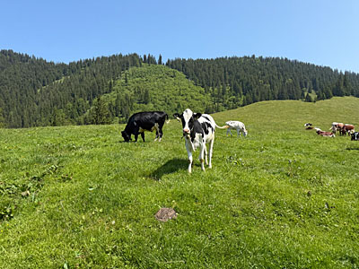 Unter Beobachtung...