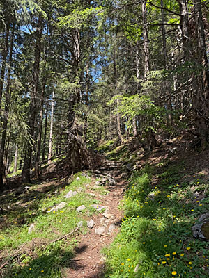 ...durchwandern wir ein Waldstück
