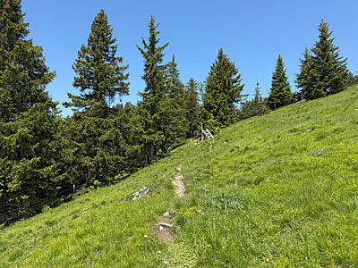 ...über die blühenden Almwiesen fort