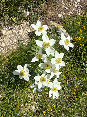 Narzissen-Windröschen