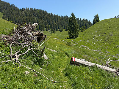 Dort peilen wir einen markierten Baumstamm an...