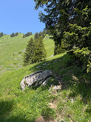 Wir erreichen ein lichtes Wäldchen