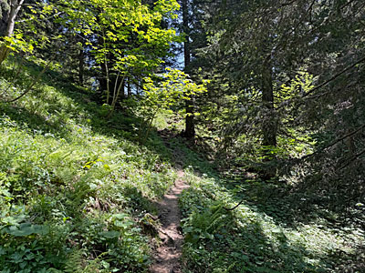 ...durch den Bergwald aufwärts