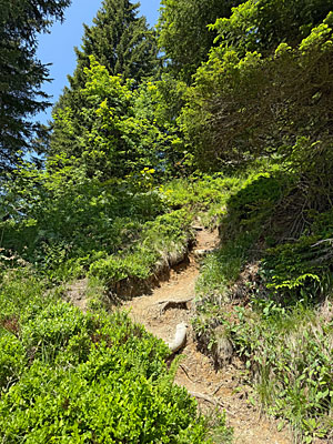 ...und folgen dem Pfad durch mal lichten...