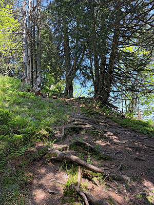 ...und mal schattigen Bergwald bergauf