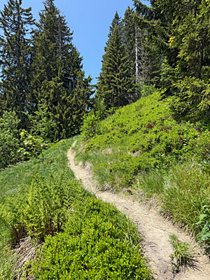 Der Wald zieht sich mehr und mehr zurück