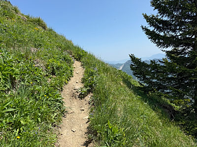 ...geht es durch das steile Wiesengelände bergauf