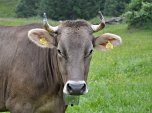 Allgäuer Kuh
