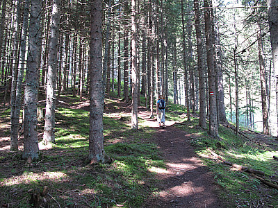 ...folgt wieder Wald