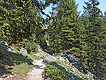 ...einen lichten Wald