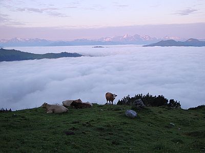 Auch die Kühe sind schon wach