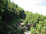 Latschenwald