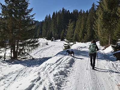 ...gelangen wir zu einer Forststraße.