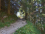 Wir tauchen wiederum in den Bergwald ein...