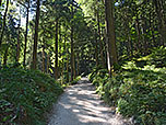 ...und wandern über den nun schmäleren Waldweg...