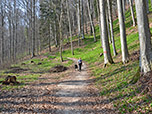 Durch den Edelkastanienwald...