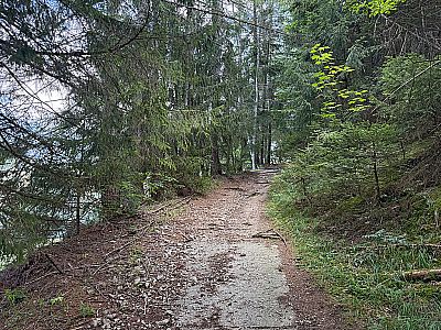 Wir erreichen den Bergwald...