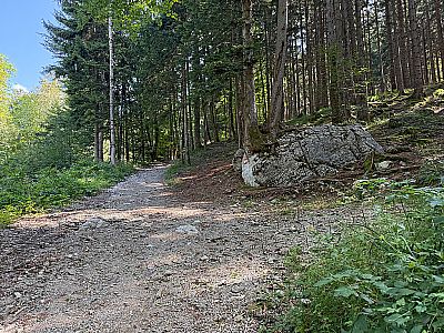 ...einem steinigen Waldweg hinauf...