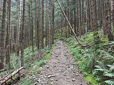 ...und folgen dem bald schmäleren Waldweg...
