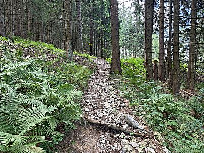 ...und stoßen nach einer Rechtskurve auf eine Forststraße