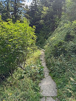 Der Wald lichtet sich...