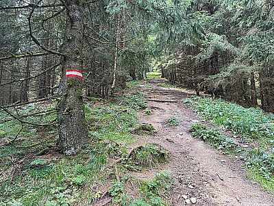 ...und steigen auf einem wurzeligen Pfad...