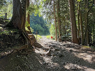 Schließlich bringt uns der Waldweg zurück...