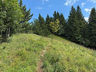 ...und wandern im sanften Wiesengeläde...