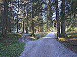 ...geht es weiter zum Taferlbaum
