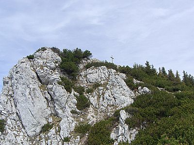 Weiter durch Latschen...