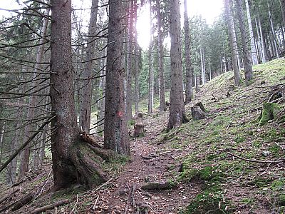 ...durch den Bergwald