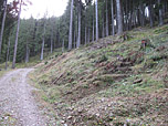 Wir queren den Forstweg...