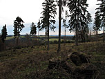 Der Wald gibt erste Blicke frei
