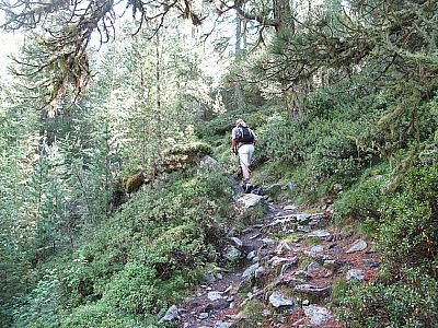 Bergauf durch lichten Wald