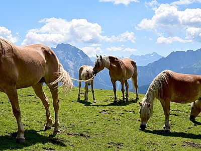 ... posieren vor allem Haflinger auf den Wiesen in der Sonne.