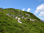 Am Kesseljoch grasen Schafe