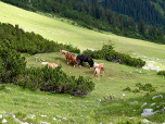 Wieder treffen wir auf zahlreiche Haflinger
