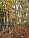 Danach geht es durch einen Laubwald...