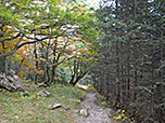 ...und durchwandern ein Waldstück