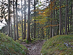 ...erreichen wir wieder dichten Bergwald...