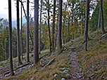 ...und folgen dem Waldpfad hinunter...